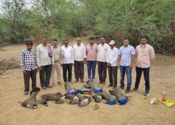 शिरपूर तालुक्यात जैतपूर परिसरात १२ मोरांचा मृत्यू, विषयुक्त अन्न खाल्यामुळे मोरांचा मृत्यू ?