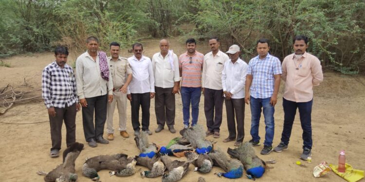 शिरपूर तालुक्यात जैतपूर परिसरात १२ मोरांचा मृत्यू, विषयुक्त अन्न खाल्यामुळे मोरांचा मृत्यू ?