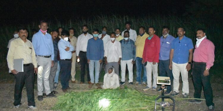 ऊसाच्या शेतात आढळली गांजाची झाडे ८७ हजार ८२५ रुपयांच्या मुद्देमालासह एकास अटक