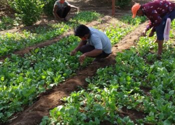 नंदुरबार येथील जिल्हा मध्यवर्ती कारागृहातील  कैद्यांचा असाही उपक्रम