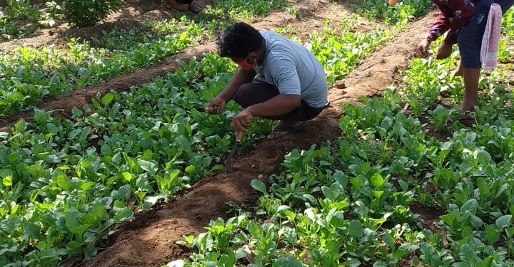 नंदुरबार येथील जिल्हा मध्यवर्ती कारागृहातील कैद्यांचा असाही उपक्रम