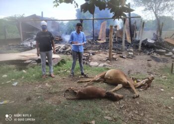 तळोदा येथे गोठ्याला आग, २ वासरू जळून खाक, २ लाख ७५ हजाराचे शेतीपयोगी साहित्य जळाले