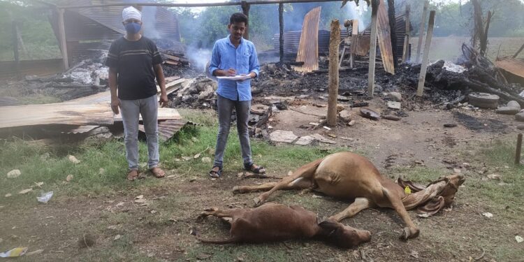 तळोदा येथे गोठ्याला आग, २ वासरू जळून खाक, २ लाख ७५ हजाराचे शेतीपयोगी साहित्य जळाले