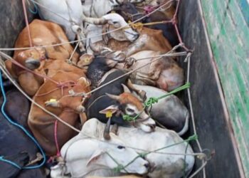 मालेगाव येथे कत्तलीसाठी जाणारा गोवंश पकडला, ११ लाखाचा मुद्देमाल जप्त, चौघांना केली अटक