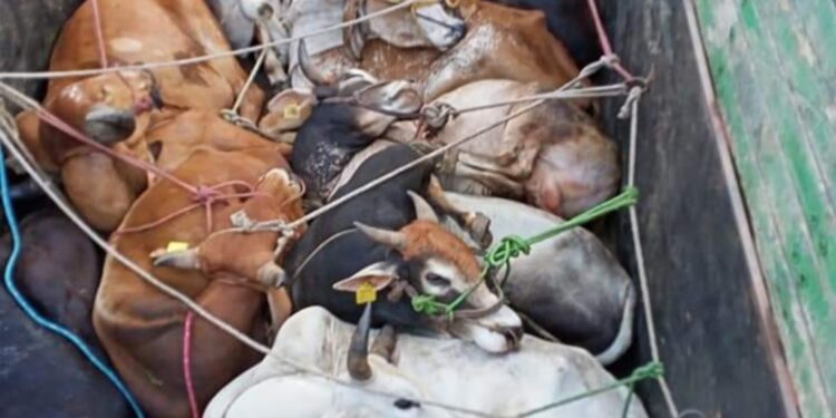मालेगाव येथे कत्तलीसाठी जाणारा गोवंश पकडला, ११ लाखाचा मुद्देमाल जप्त, चौघांना केली अटक