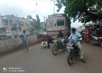 नंदुरबार नगरपालिकेने आता मोकाट गुरे पकडण्याची मोहिम घेतली हाती, पहिल्या दिवशी १८ गुरे  पकडली