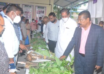 कोळदा येथे जिल्हास्तरीय रानभाजी महोत्सवात ११ बचत गटांचा सहभाग