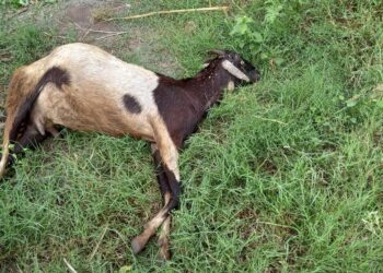 रांझणी शेतशिवारात बिबट्याची दहशत कायम : दोन शेळ्यांवर हल्ला