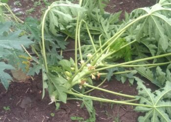 अज्ञात माथेफिरुने तीन एकरातील पपई पिकाची केली कत्तल