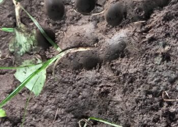 चिनोदा शेतशिवारात बिबट्याचा बोकडवर हल्ला