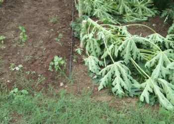 पुन्हा अज्ञात माथेफिरुकडून पपईसह कापसाचे पीक उध्वस्त, हाता तोंडाशी आलेला घास गेला