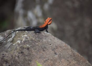 पर्यटकांना खुणावतोय सातपुड्यातील तीनसमाळ