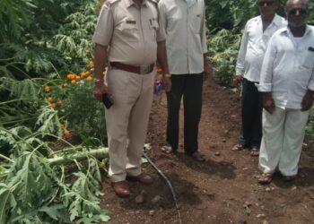 तळोदा तालुक्यातील बोरद येथे पपईची झाडे तोडून शेतकऱ्यांचे नुकसान करणाऱ्या दोघांना अटक