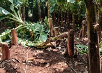 चिनोदा शिवारात केळीचे झाडे कापून नुकसान