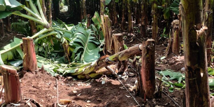 चिनोदा शिवारात केळीचे झाडे कापून नुकसान
