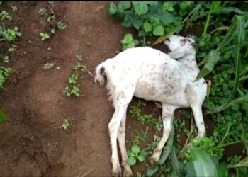 देवपाडा येथे बिबट्याच्या हल्यात पांच शेळ्या ठार, बिबट्यास जेरबंद करण्याची नागरिकांची मागणी