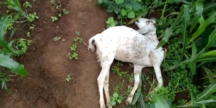 देवपाडा येथे बिबट्याच्या हल्यात पांच शेळ्या ठार, बिबट्यास जेरबंद करण्याची नागरिकांची मागणी