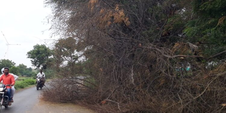 १५ दिवसांपासून रजाळे रस्त्यावर झाड पडून; संबंधित विभाग मात्र कुंभकर्णी झोपेत