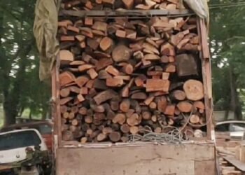 नवापूर येथे अवैध लाकूड जप्त वनविभागाची कारवाई