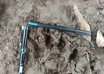 तळोदा तालुक्यात सिंह पाहिल्याचा शेतकऱ्यांचा दावा