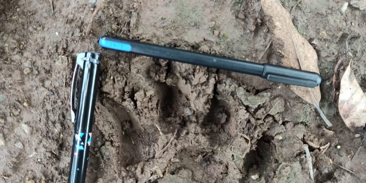 तळोदा तालुक्यात सिंह पाहिल्याचा शेतकऱ्यांचा दावा