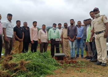 धडगाव तालुक्यात पोलीसांनी नष्ट केली गांजाची शेती, साडे चार लाखाचा गांजाची झाडे केली जप्त, एकाविरूद्ध गुन्हा