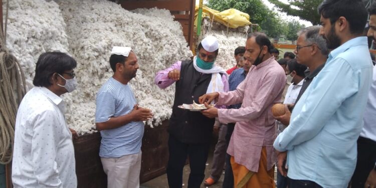 खेतिया येथे कापूस खरेदीला प्रारंभ, ६,५२० रुपये प्रति क्विंटल भाव