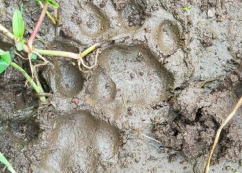 रांझणी-रोझवा शेतशिवारात बिबट्याचा संचार कायम