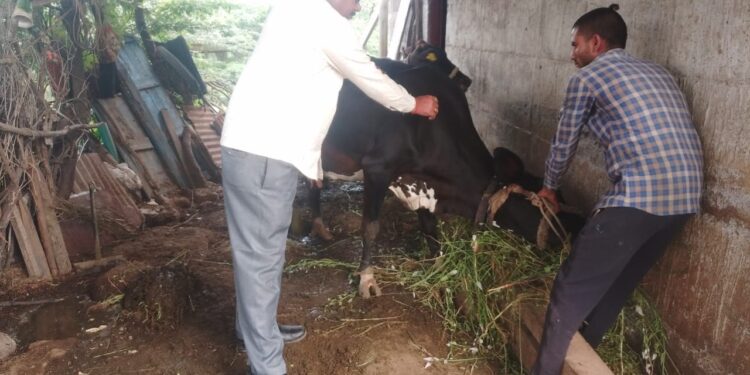 नवापूर तालुक्यानंतर नंदुरबार तालुक्यातील गावांमध्ये जनावरांमध्ये आढळला ‘लम्पी स्किन डिसीज’,लसिकरणामुळे दोन गावातील साथ आटोक्यात