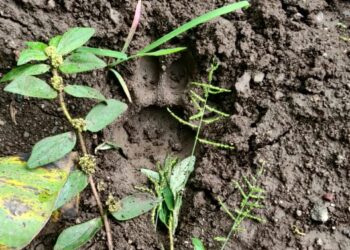 चिनोदा शेतशिवारात भर दिवसा दोन बिबट्याचा संचार