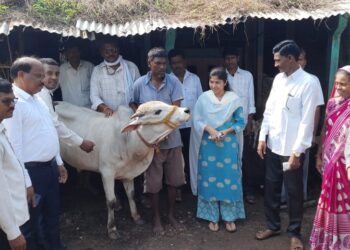 जिल्ह्यातील ३५९ गावात ११ हजार २३७ गुरांमध्ये लंपीस्किन आजार