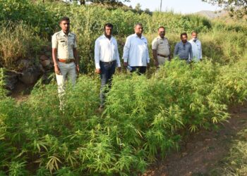 उमराणीचा बारीपाडा येथे चौघांच्या शेतातून पोलिसांनी जप्त केले साडे सात लाखाचे गांजाची झाडे, चार जणांविरुद्ध गुन्हा