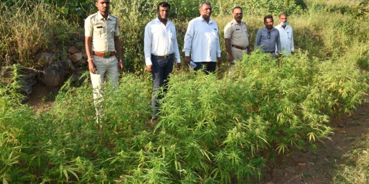 उमराणीचा बारीपाडा येथे चौघांच्या शेतातून पोलिसांनी जप्त केले साडे सात लाखाचे गांजाची झाडे, चार जणांविरुद्ध गुन्हा