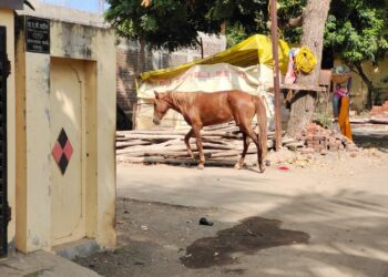 अखेर नवापूर शहरात धुमाकुळ घालनारा पिसाळलेल्या घोडा जेरबंद