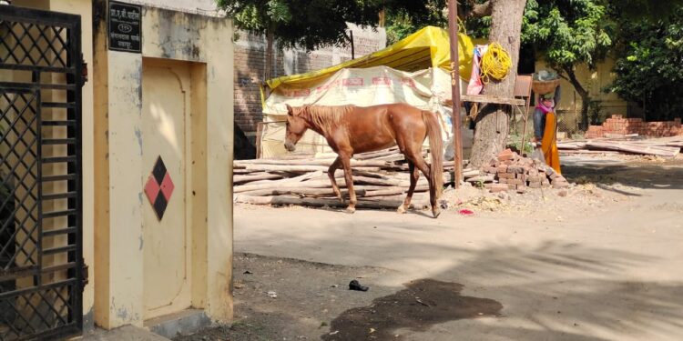 अखेर नवापूर शहरात धुमाकुळ घालनारा पिसाळलेल्या घोडा जेरबंद