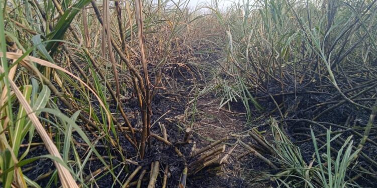 रांझणी-रोझवा शिवारात ट्रान्सफार्मरवर शार्ट सर्किट झाल्याने बारा लाखाचा ऊस जळून खाक  