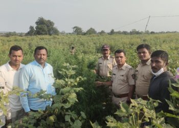 पुन्हा आढळले कापसात लागवड केलेली १२ लाखांची गांजासदृष्य झाडे केली जप्त
