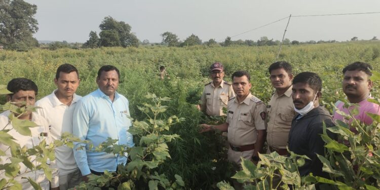 पुन्हा आढळले कापसात लागवड केलेली १२ लाखांची गांजासदृष्य झाडे केली जप्त