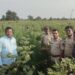 पुन्हा आढळले कापसात लागवड केलेली १२ लाखांची गांजासदृष्य झाडे केली जप्त
