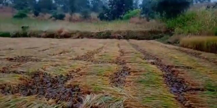 नंदुरबार जिल्ह्यातील काही भागात अवकाळी पावसाने झोडपले