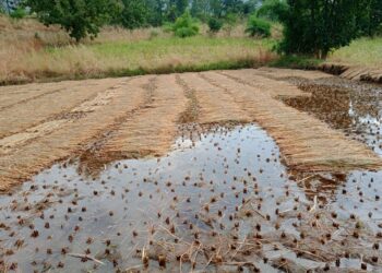 नवापूर तालुक्यातील खोकसा शिवारात अवकाळी पावसामुळे भात पिकाचे नुकसान