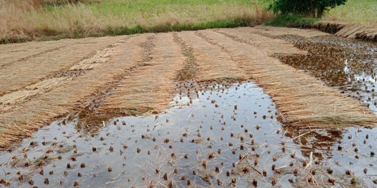 नवापूर तालुक्यातील खोकसा शिवारात अवकाळी पावसामुळे भात पिकाचे नुकसान