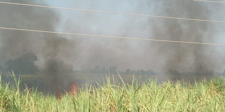 अज्ञात माथेफिरूने लावलेल्या आगीत दहा लाखाचा ऊस जळून खाक