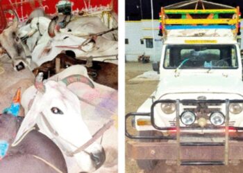 कत्तल करण्याच्या उद्देशाने जनावरांचे वाहतूक करणारे दोन वाहने जप्त, चार जणांना अटक