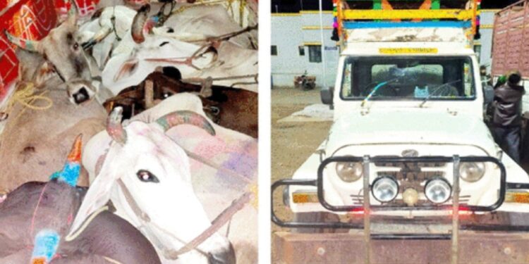 कत्तल करण्याच्या उद्देशाने जनावरांचे वाहतूक करणारे दोन वाहने जप्त, चार जणांना अटक