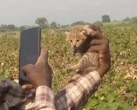 चिनोदा शेतशिवारात बिबट्यासह दोन लहान बछड्याचा संचार, मेंढपाळ यांना आढळला बछडा