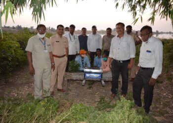 कापसात गांजाची शेती करणाऱ्यावर स्थानिक गुन्हे शाखेची कारवाई , 8 लाख 30 हजार 690 रुपये किमंतीचा गांजा जप्त