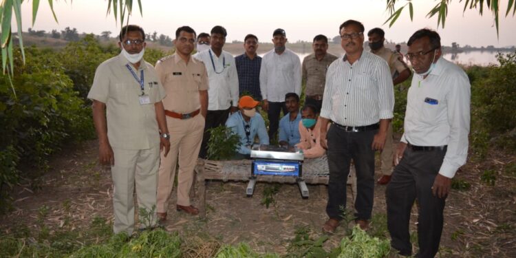 कापसात गांजाची शेती करणाऱ्यावर स्थानिक गुन्हे शाखेची कारवाई , 8 लाख 30 हजार 690 रुपये किमंतीचा गांजा जप्त