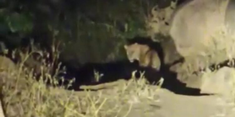 खोकसा ते वारसा गावादरम्यान असलेल्या जंगलात वाघाचे झाले दर्शन, प्रत्यक्षदर्शींची माहिती