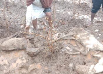 नंदूरबार तालुक्यात २३ मेंढ्या दगावल्या,अमळथे येथे तीन घरांचे नुकसान